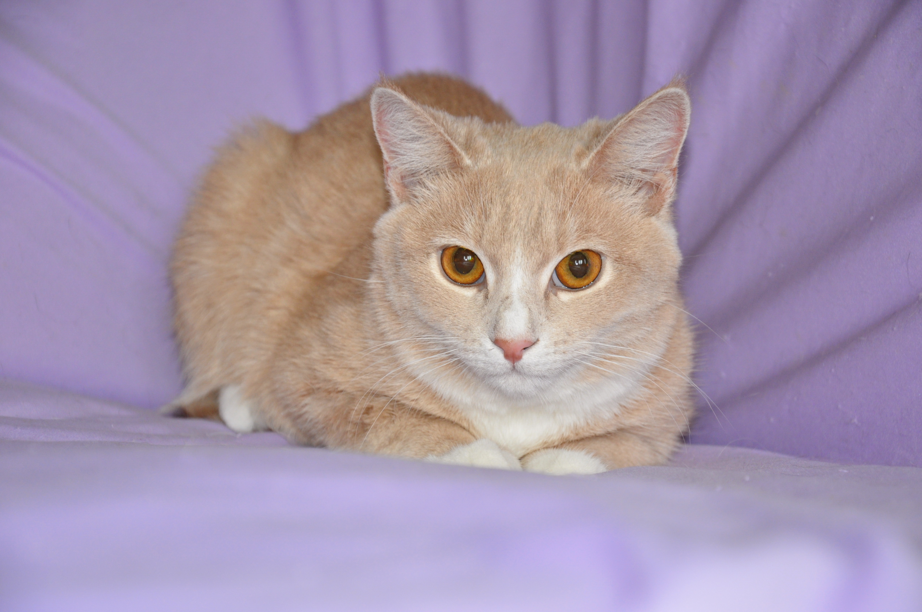 Кошка персикового цвета