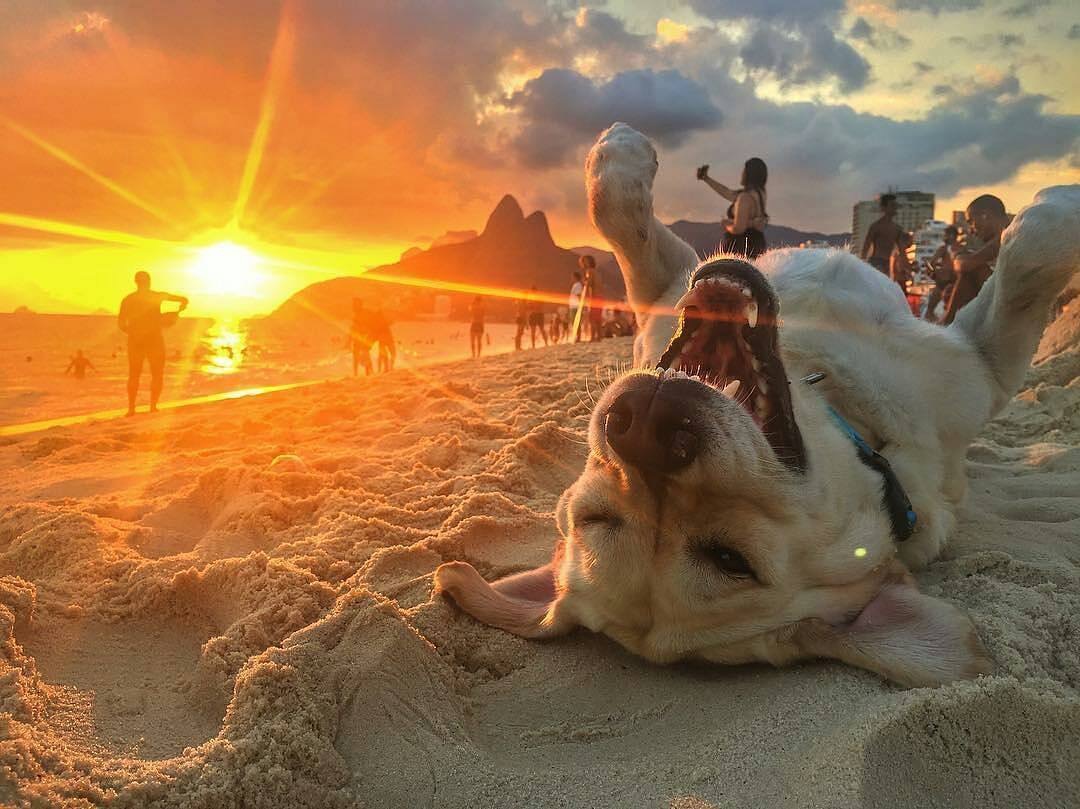 Собака на солнышке