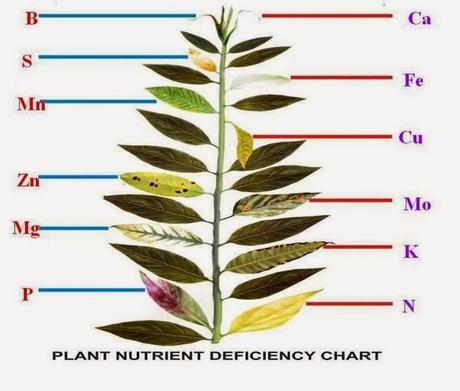 plant-nutrient-deficiency-chart-L-2adObz.jpeg