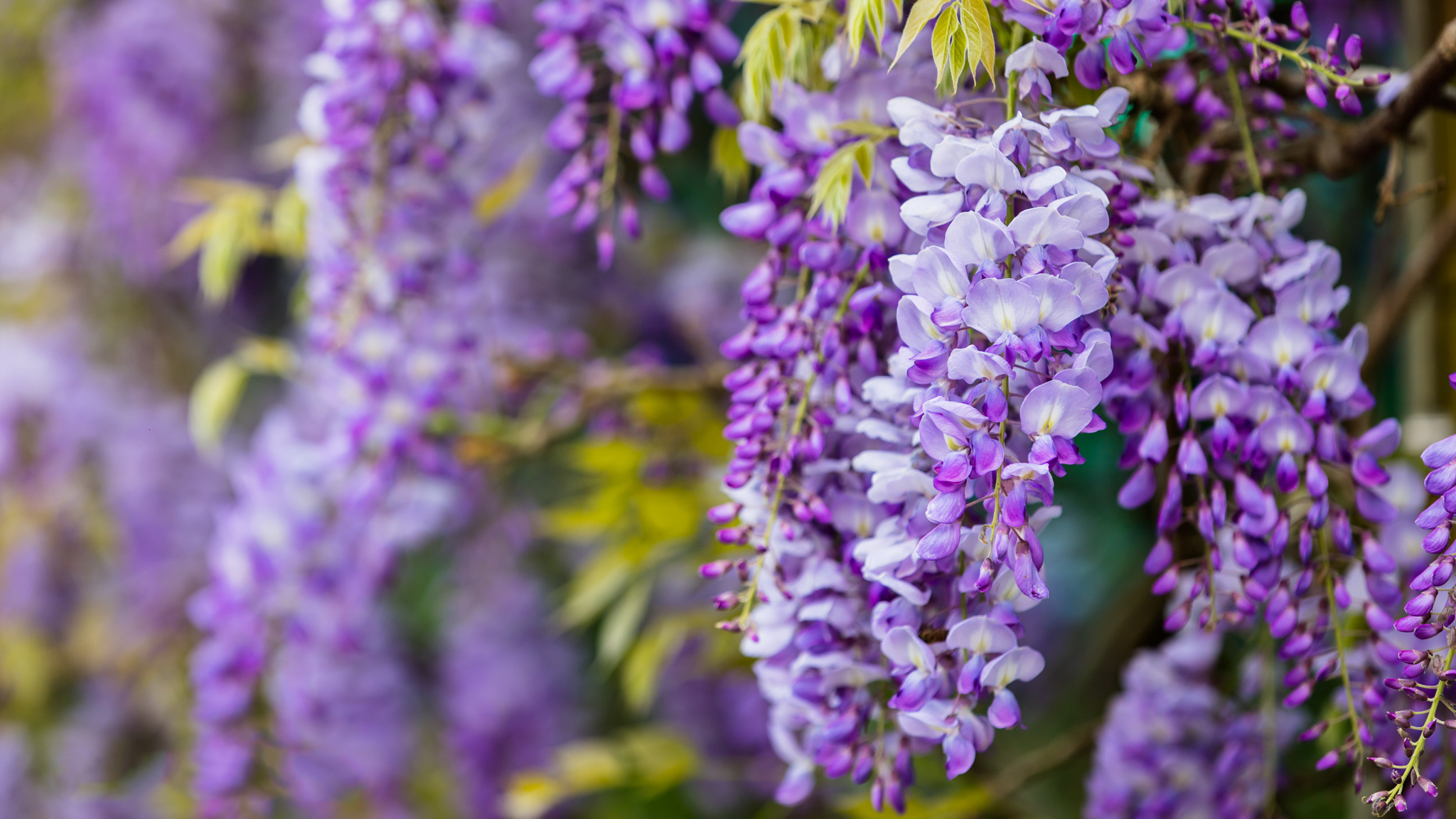 розовая кашка цветок. соцветие цветка. соцветие кистевидная корзинка. цветение кисть. глициния луч солнца.