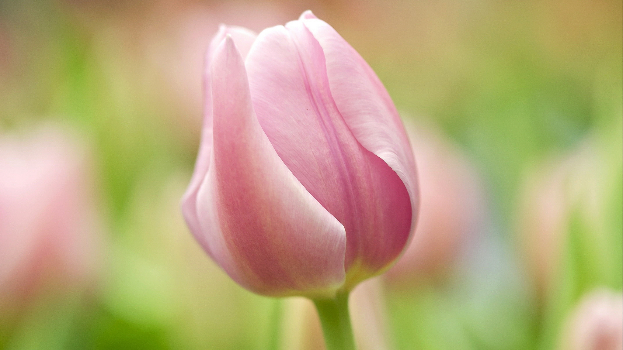 Тюльпан под 1. Алые тюльпаны. Тюльпан tulipa. Тюльпан под 1. Тюльпан под 1.