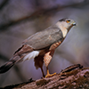 https://s8.hostingkartinok.com/uploads/images/2018/01/6d58ac16bf883c873990be3a135104a9.png