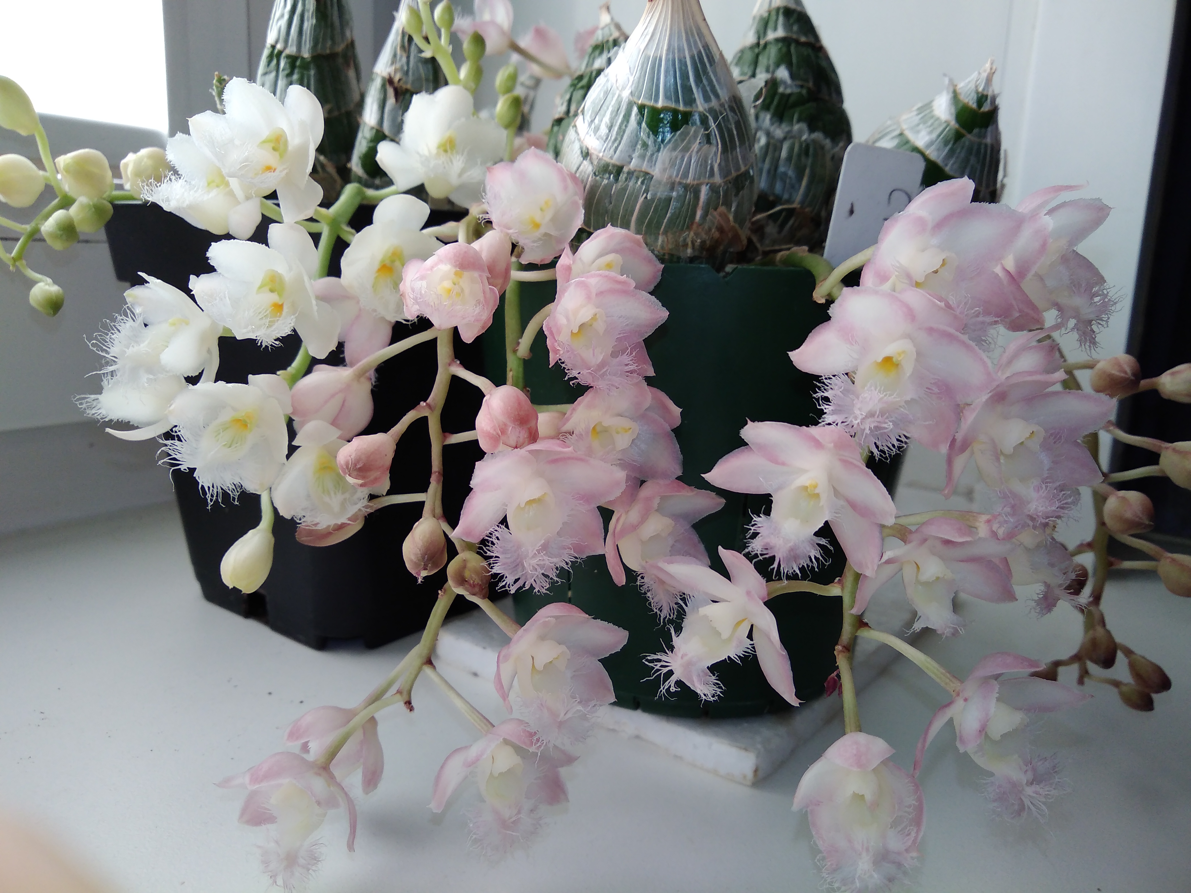 Кловезия Орхидея