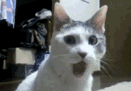 08fba8759a1febc3212d2df6ea66d557.gif