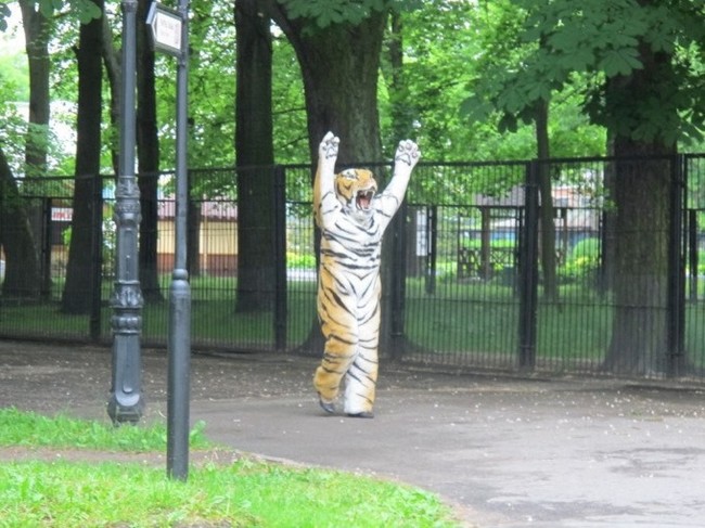 В Калининградском зоопарке прошли учения по отлову тигра D96a591f09255652bfe46096bf505f15