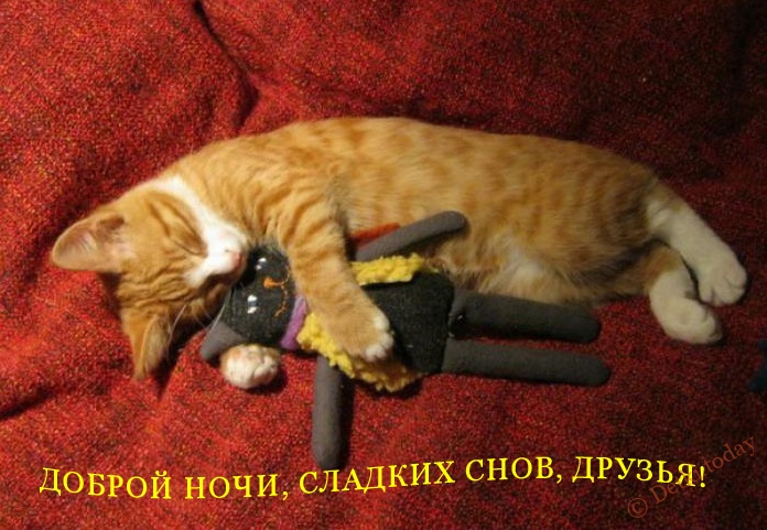 Смешные картинки с котиками спокойной ночи