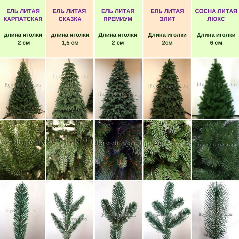 Ель хвоя длина. Ель длина хвои. Кипарис размер хвои.