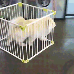 d8dac036cc40b8358ca2fc6c349704ce.gif