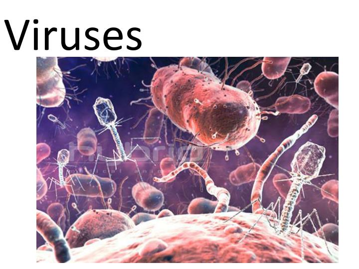 Флора Медведева.jpg