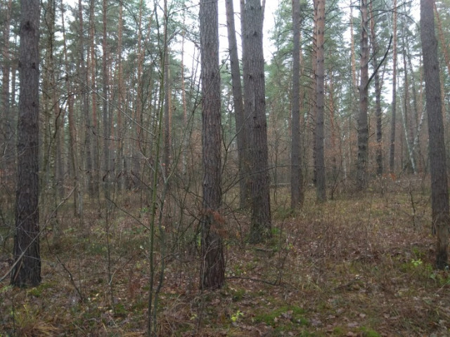 IPB Image