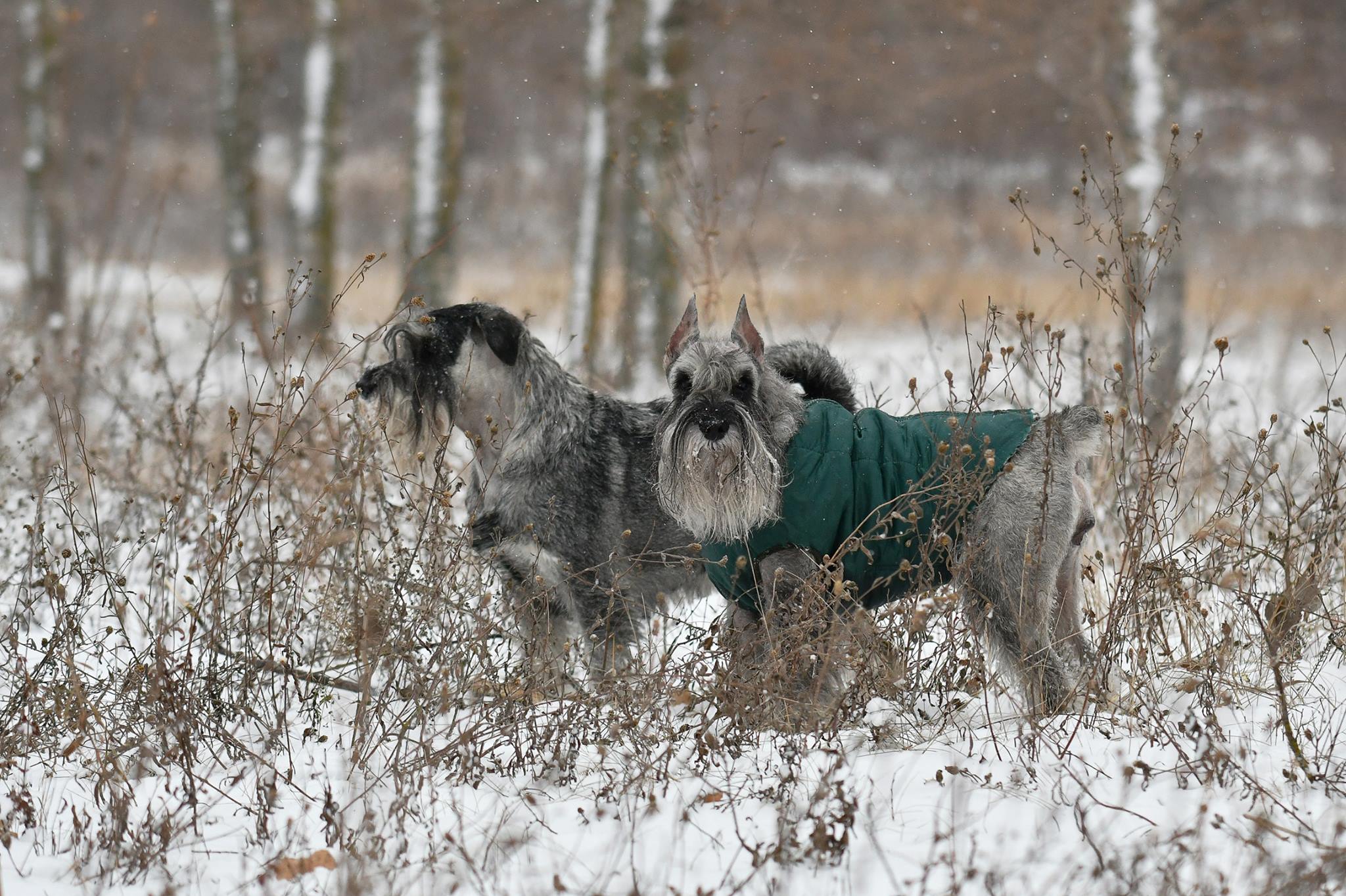 Новорожденные щенки цверга. Цверг миттель и ризен шнауцеры. Фонд шнауцеров. Фонд шнауцеров. Болонка шнауцер.