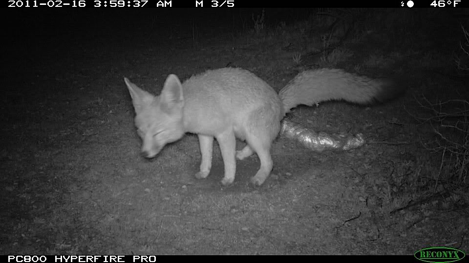 СРУЩИЙ ФЕНЕК.png