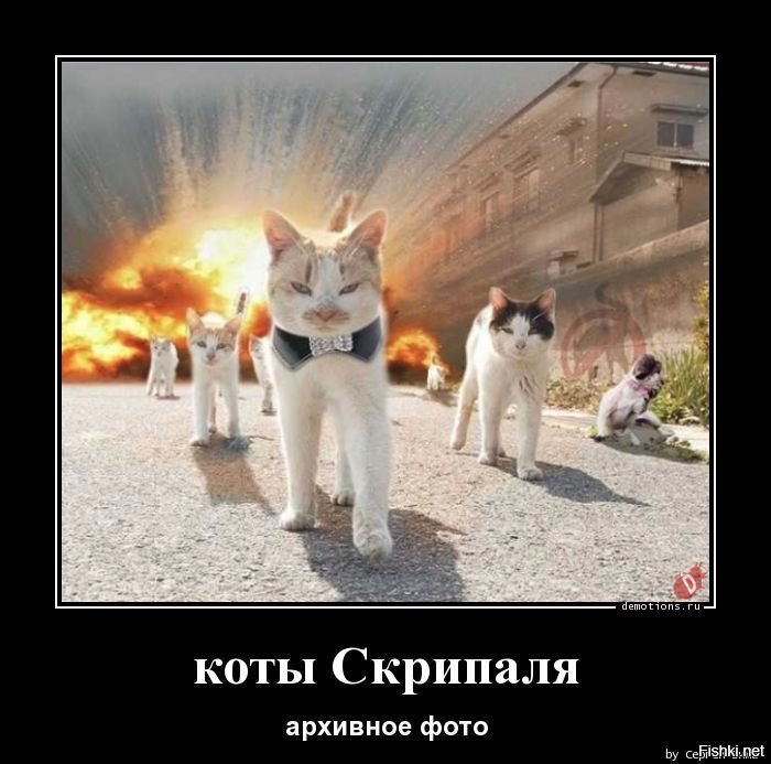 Тройка не сбилась бы с круга. Кот Скрипалей. Месть кота Скрипалей. Кот Скрипалей Мем. Кот Скрипалей мстит.