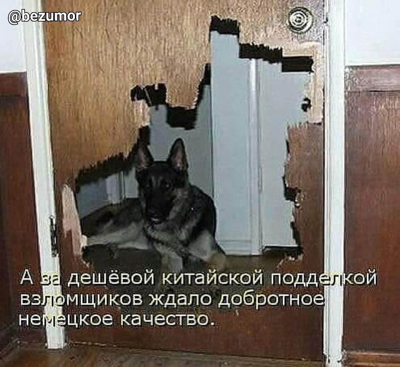 Откройте дверь прикол. Смешные двери. Собака под дверью. Двери юмор. Дверь для собаки.
