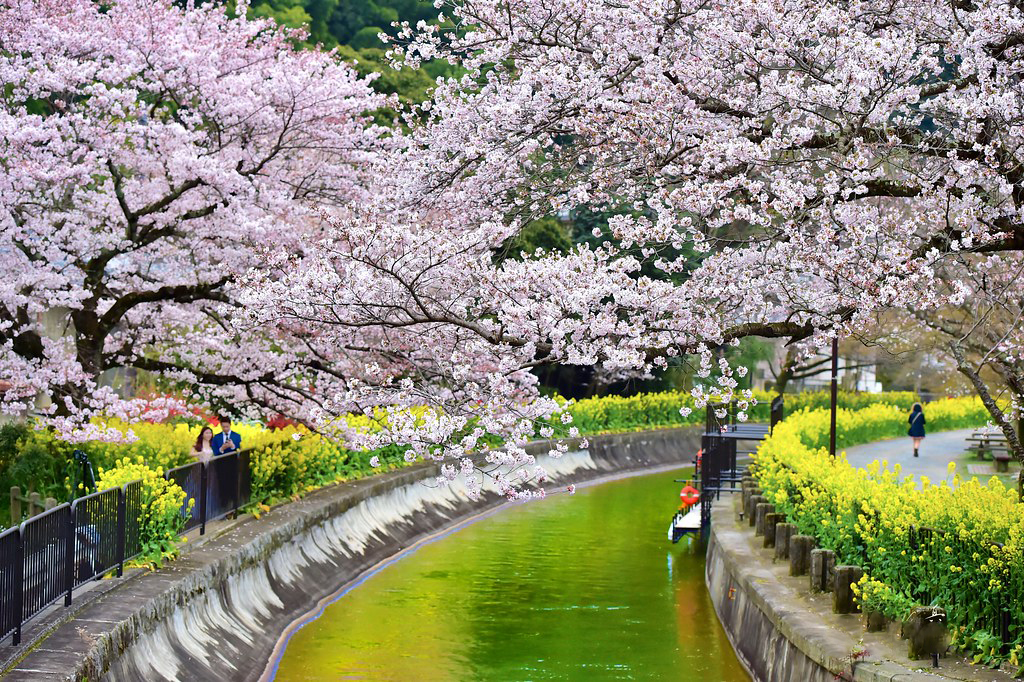 Японский сад в москве цветение сакуры