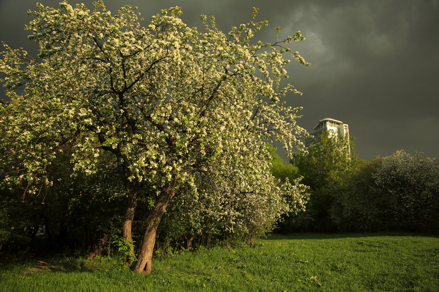 Яблоневый сад Минск