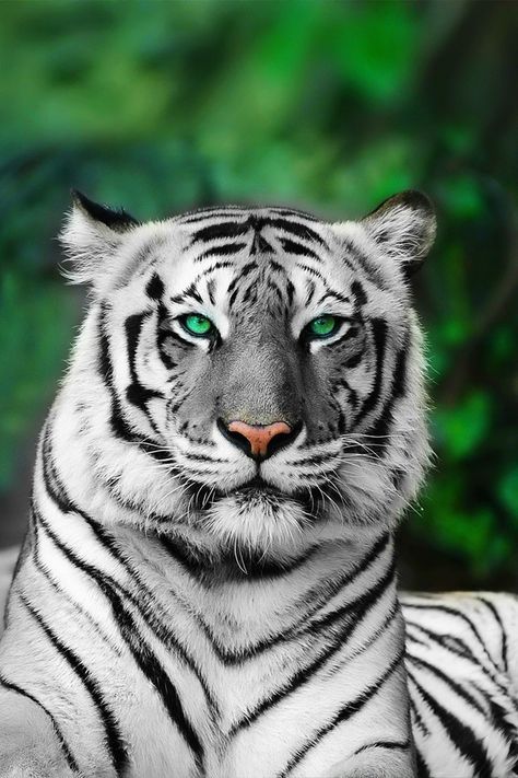 https://s8.hostingkartinok.com/uploads/images/2019/07/f2a52bdb981e4a26d9a9aa7680a8feef.jpg