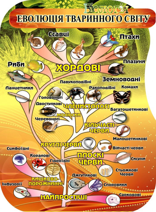 Эволюция животных схема с простейших до млекопитающих