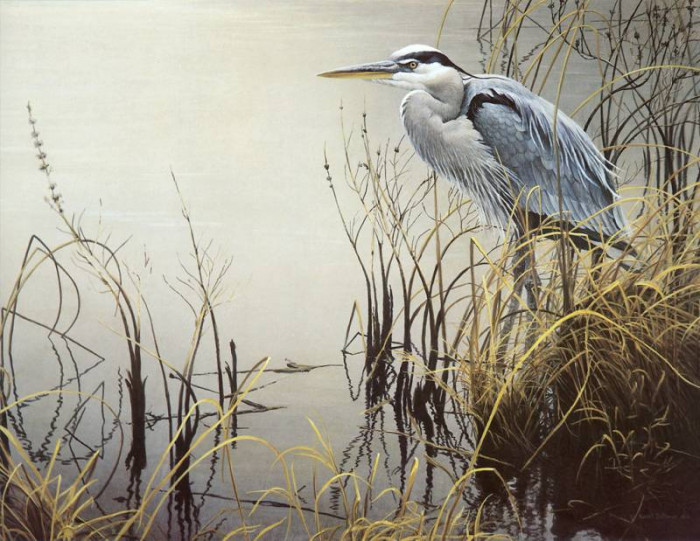 kb-bateman-great-blue-heron-artfond.jpg