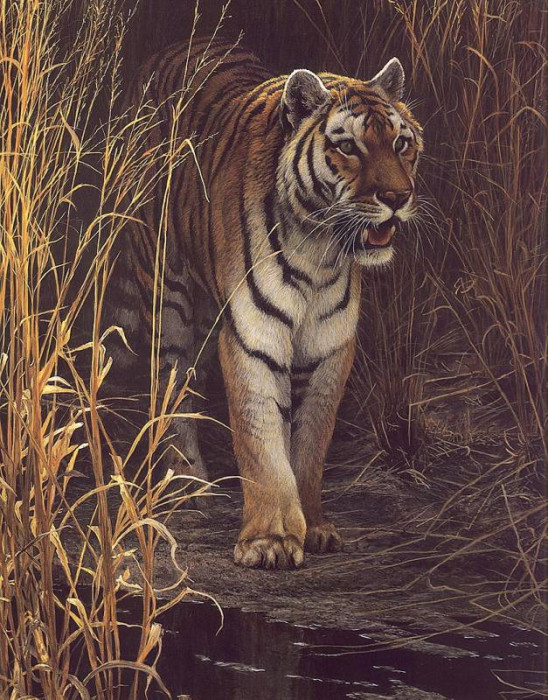 lrs-bateman-r-tigerat-dawn-artfond.jpg
