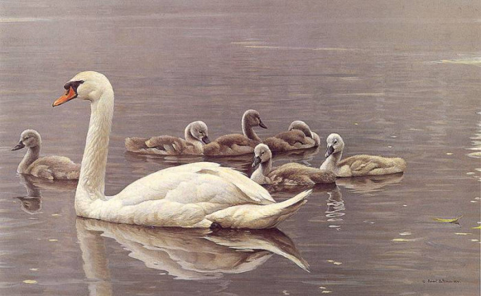 lrs-bateman-r-mute-swans-artfond.jpg