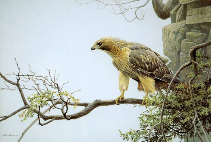 kb-bateman-red-tailed-hawk-on-mount-nemo-artfond.jpg