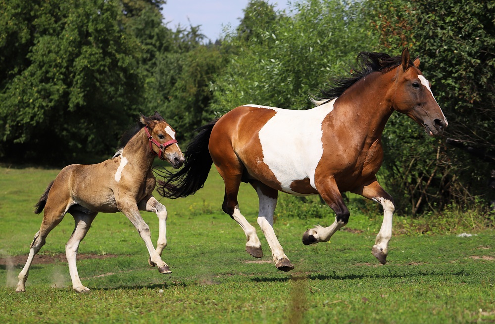 Белорусская упряжная пегая. Белорусская упряжная лошадь пегая. Гнедо пегая лошадь. Пегая масть лошади.