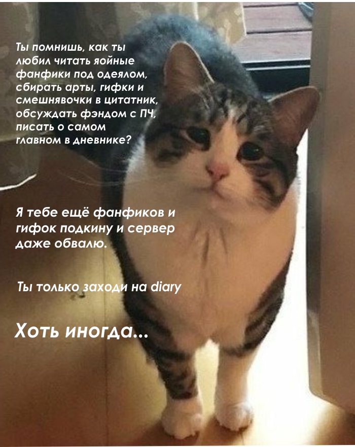 котик дайри.jpg