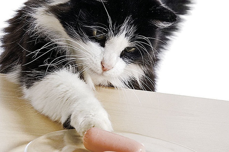 whiskas
