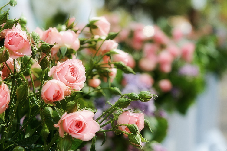 Розы патио: ключевые особенности выращивания