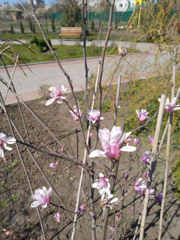 Магнолия Купить Саженцы В Краснодаре Цена