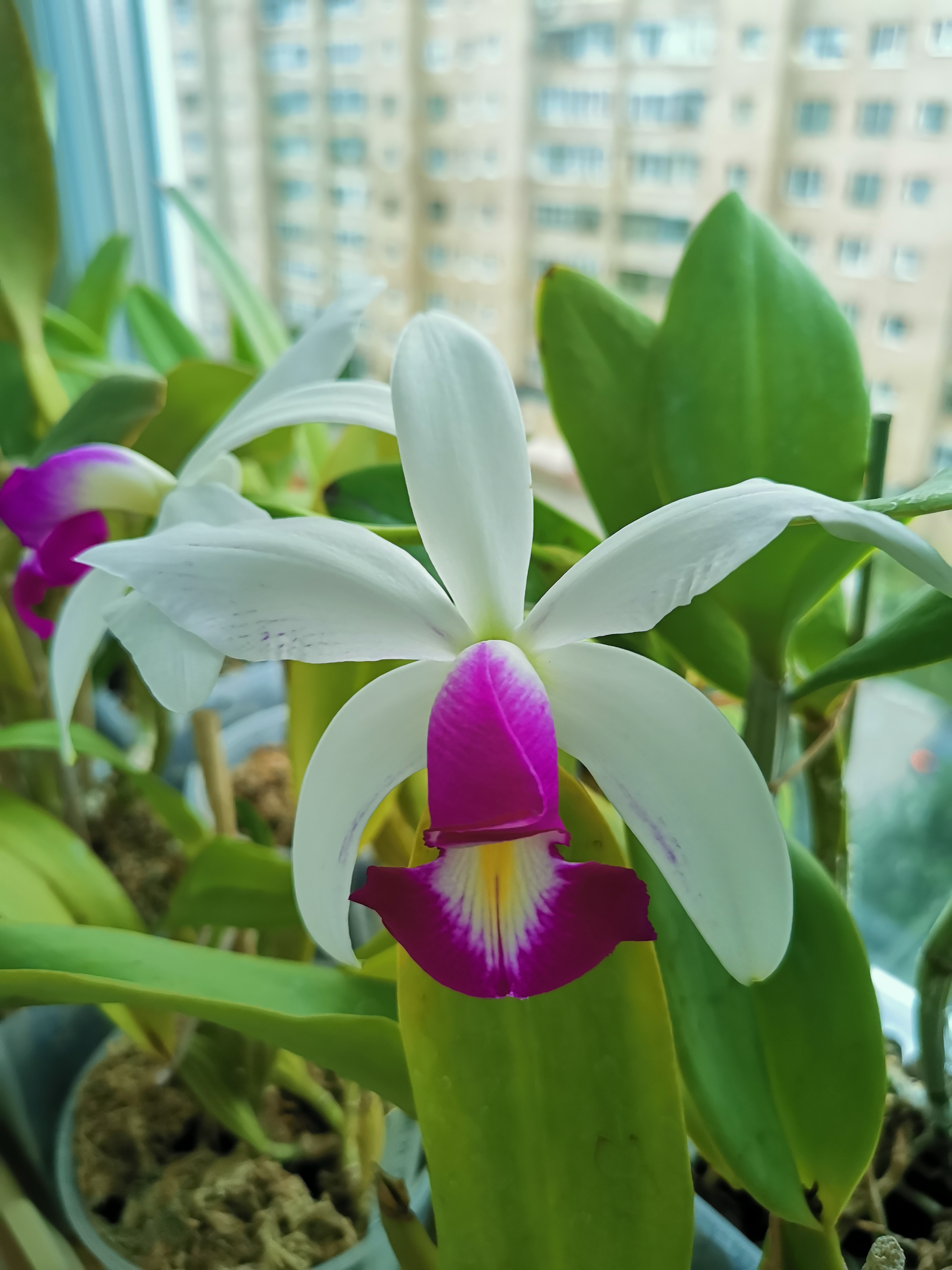 Cattleya violacea Semi Alba