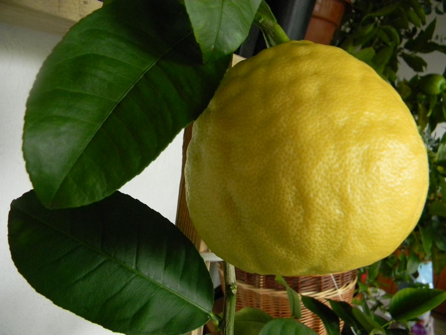 Лимон «Пандероза» - выращивание и уход