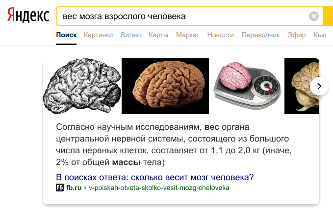 Вес мозга взрослого человека. Сколько весит мозг человека.