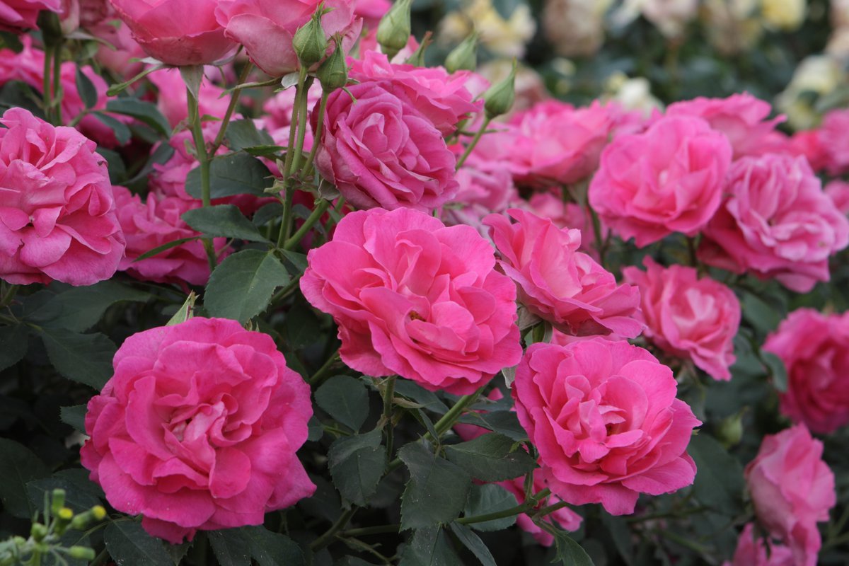 Роза флорибунда шанти фото