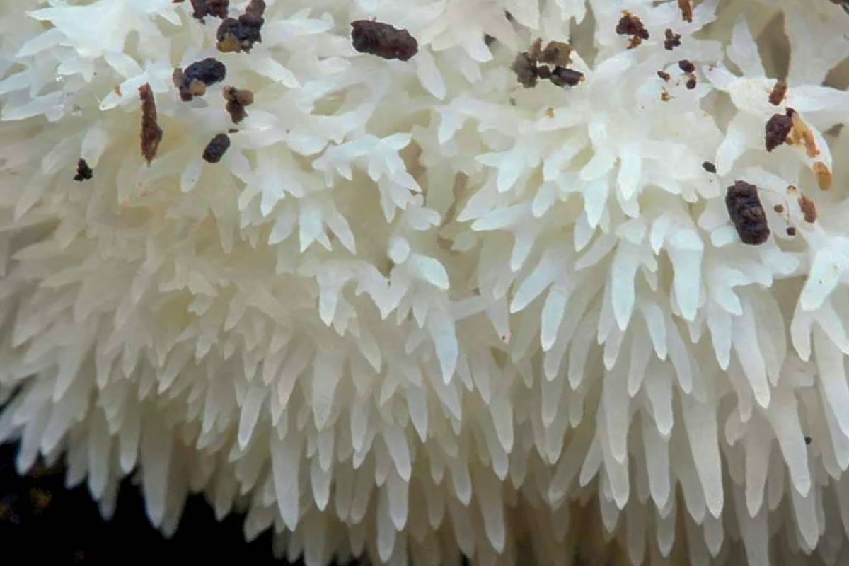 Ежовик гребенчатый (Львиная грива)