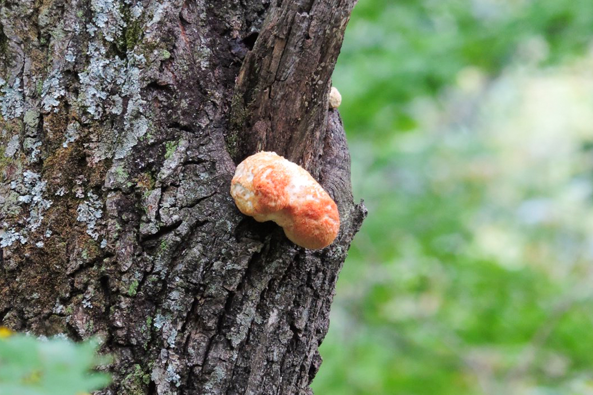 Микродозинг ежовика гребенчатого