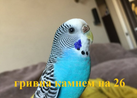 Зображення