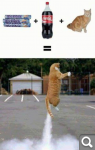 КОТОРАКЕТА.jpeg