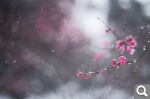 Spring snow.JPG