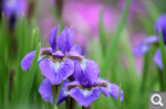 Irises.JPG