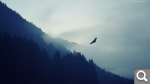 Eagle.jpg