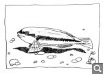 Slippery Dick Wrasse.jpg